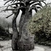 Baobab 