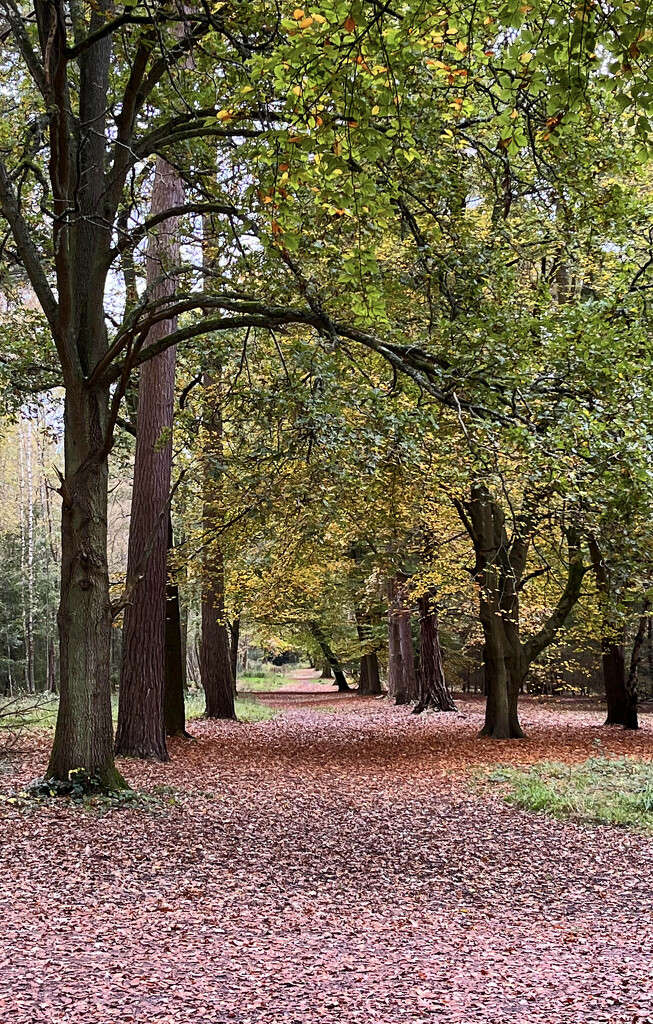 Autumn colours  by philbacon