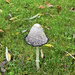 Fungus - toadstool or mushroom?