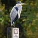 Grey Heron