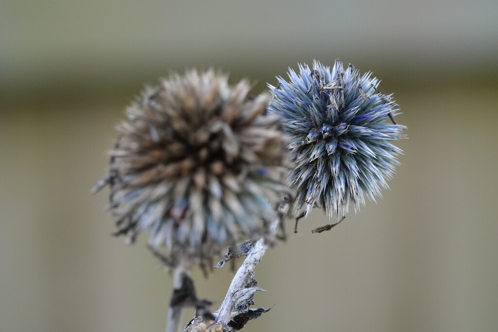 Sea Holly by phil_sandford