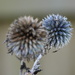 Sea Holly