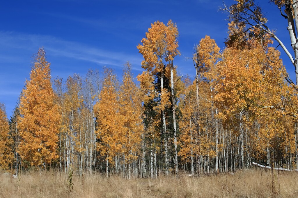 aspens by blueberry1222