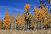 4th Nov 2024 - aspens