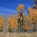 aspens