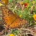 A new one for me -- the Gulf Fritillary