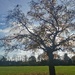 Tree on the park 