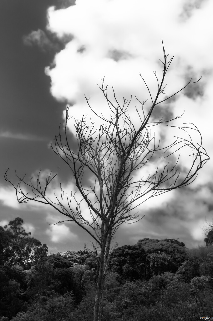 Cloud tree by vignoli