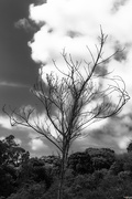 2nd Nov 2024 - Cloud tree