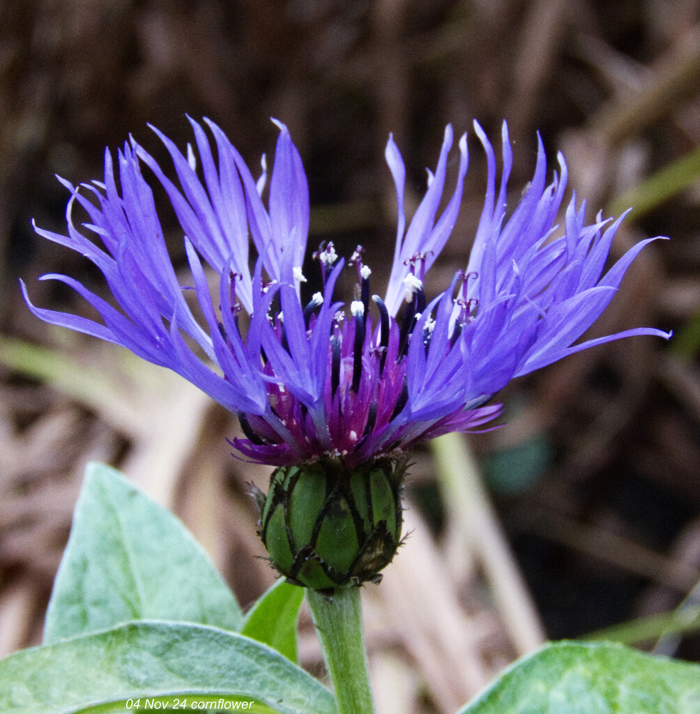 Cornflower by redbiro