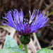 Cornflower