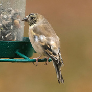 4th Nov 2024 - Wet Goldfinch