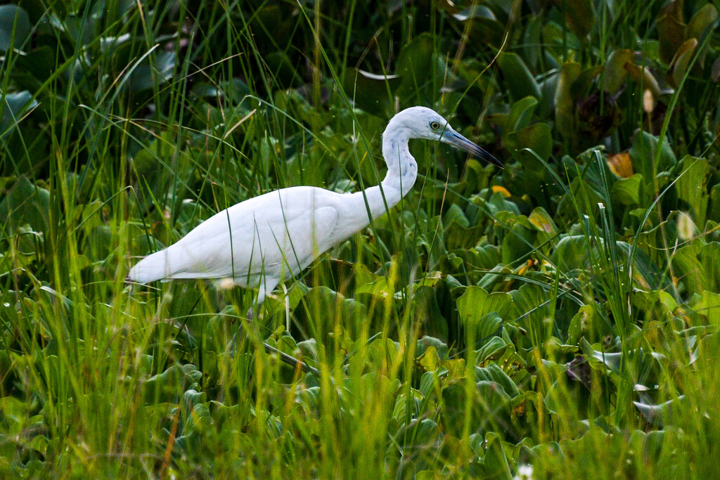 Juvenile Little Blue Heron by danette