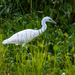 Juvenile Little Blue Heron