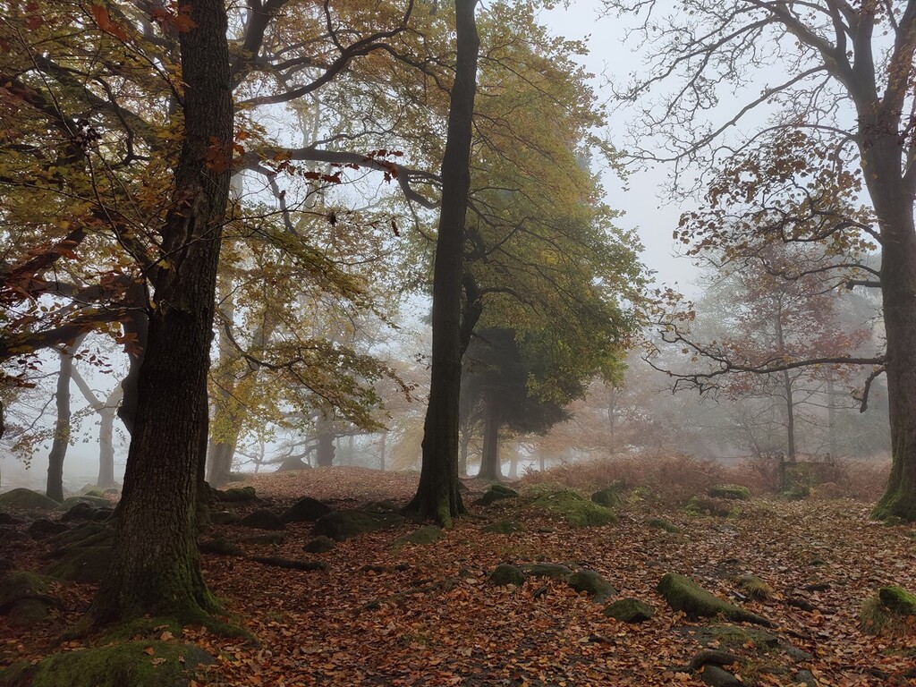 A walk in the mist by roachling