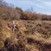 Running over heathland