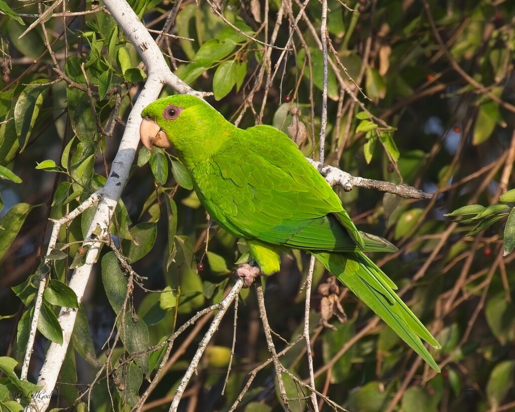 LHG_4558Green Parrot at our campground in Mission by rontu