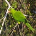 LHG_4558Green Parrot at our campground in Mission