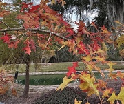 3rd Nov 2024 - Autumn oak leaves