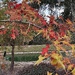 Autumn oak leaves