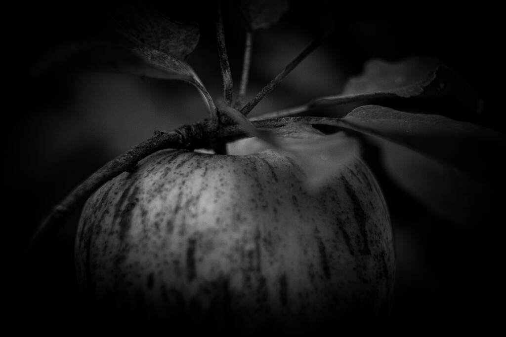 Last Apple B&W by hannahcallier