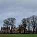 trees and houses