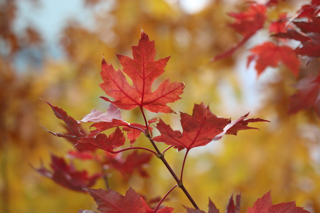 Red and Yellow  by 365projectorgheatherb