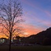 Bare Tree in the Sunset