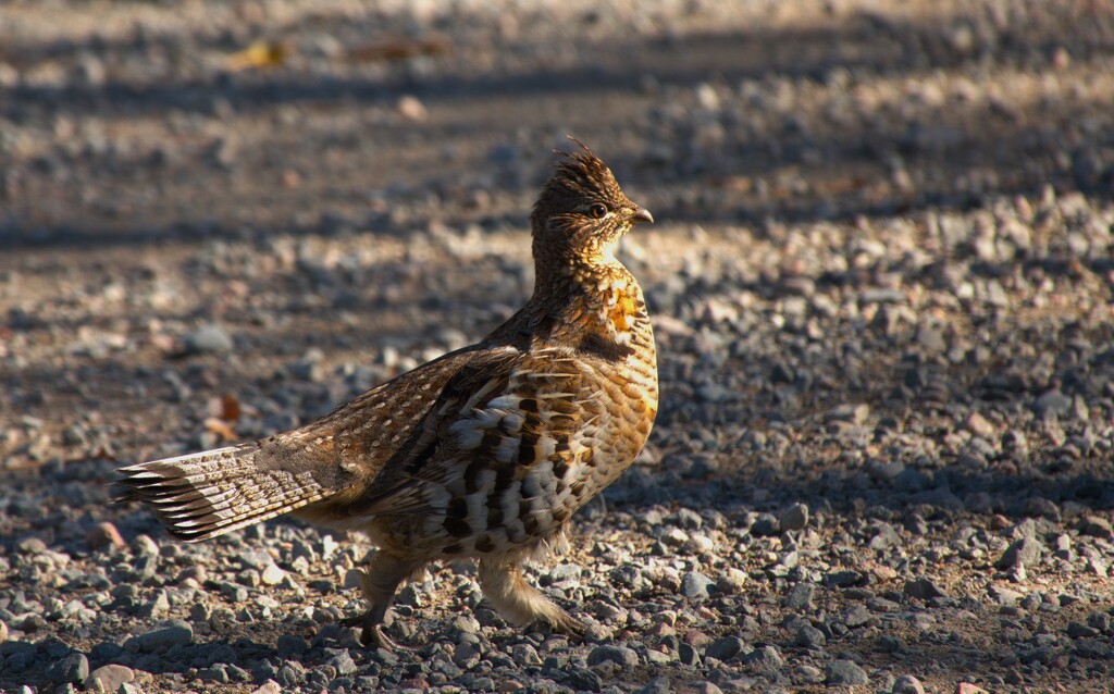 Ruffed Grouse by radiogirl