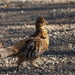 Ruffed Grouse