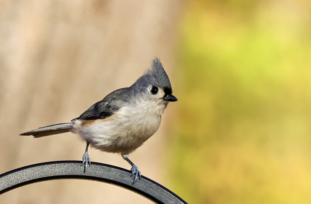 Cute Titmouse by corinnec