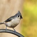 Cute Titmouse by corinnec