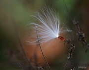 4th Nov 2024 - A single milkweed seed