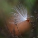 A single milkweed seed