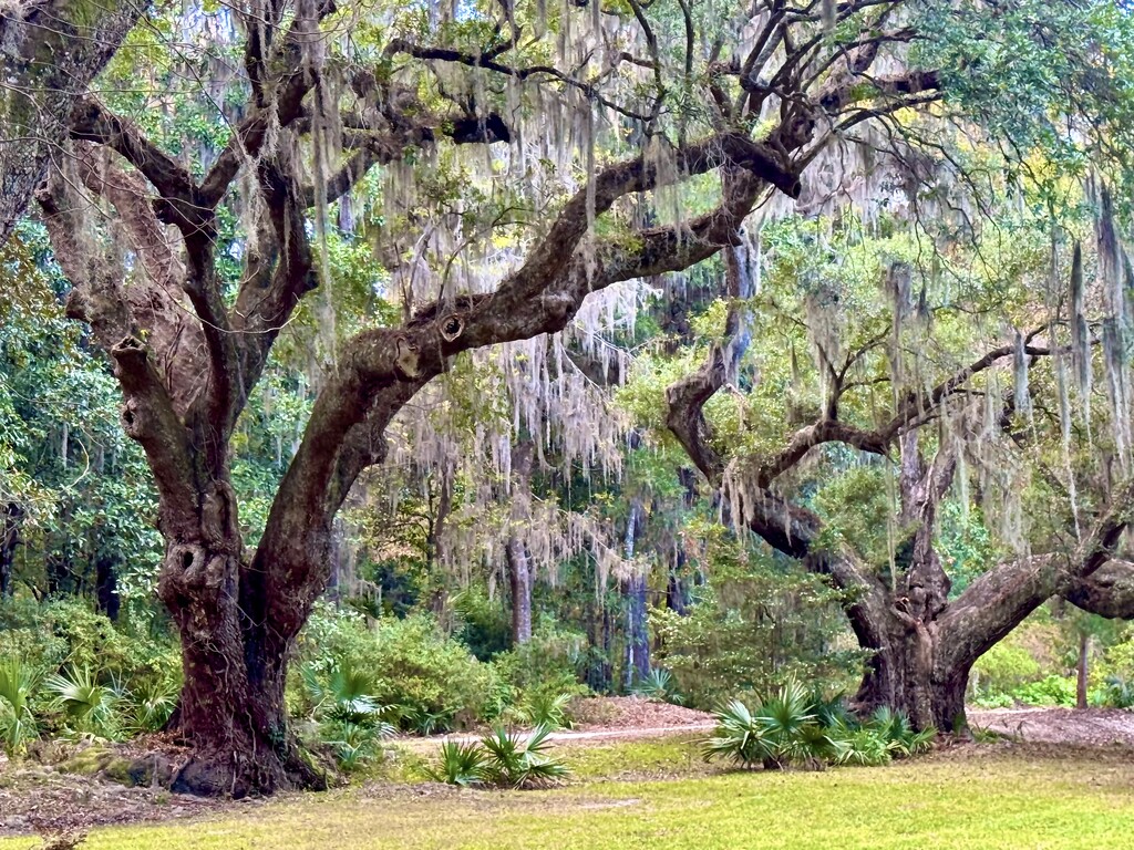 Live oaks by congaree