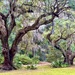 Live oaks