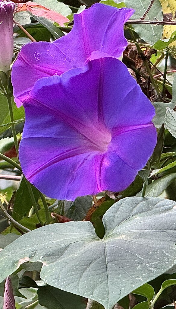 Morning Glory by congaree