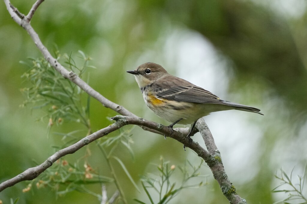 Yellow Rumped Warbler by slaabs