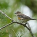 Yellow Rumped Warbler