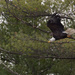 More Mature Bald Eagle