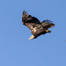 Immature Bald Eagle