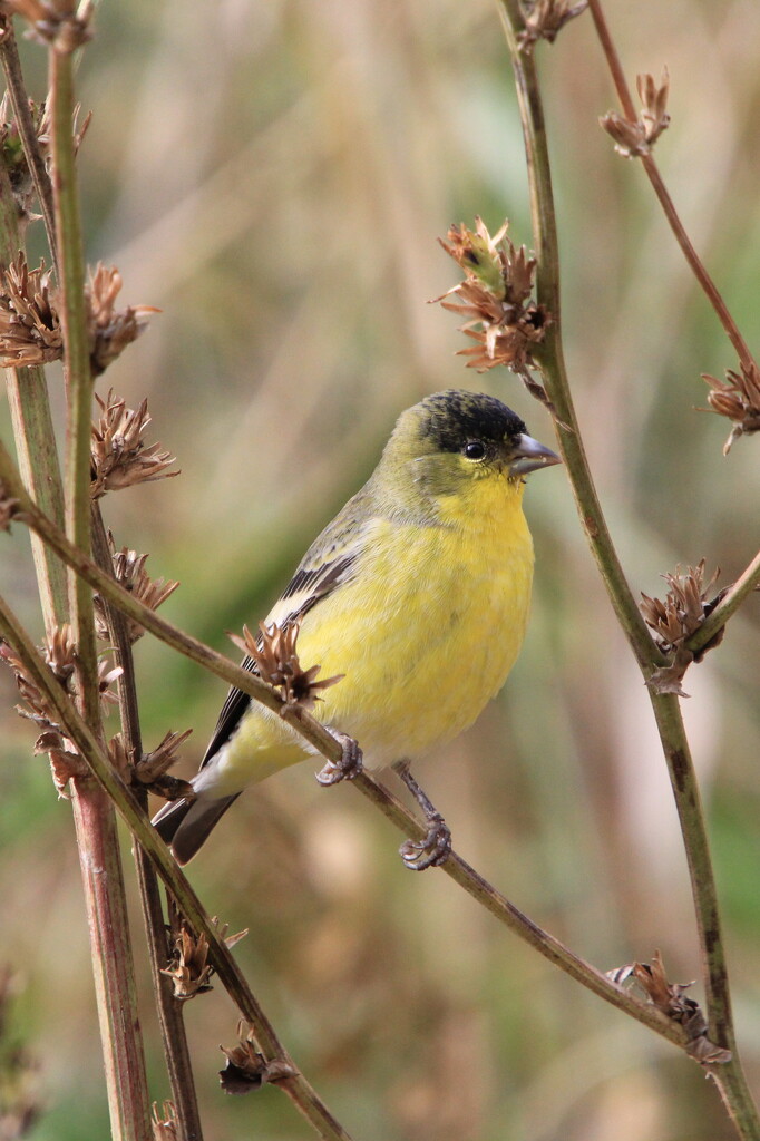 Lesser Goldfinch by pirish