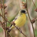 Lesser Goldfinch