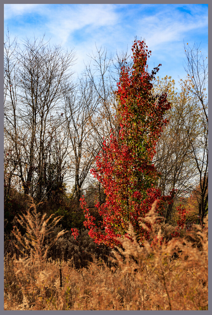 One Holding on to its Leaves and Colour by hjbenson