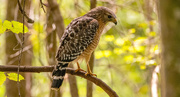 4th Nov 2024 - Red Shouldered Hawk!