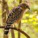 Red Shouldered Hawk!