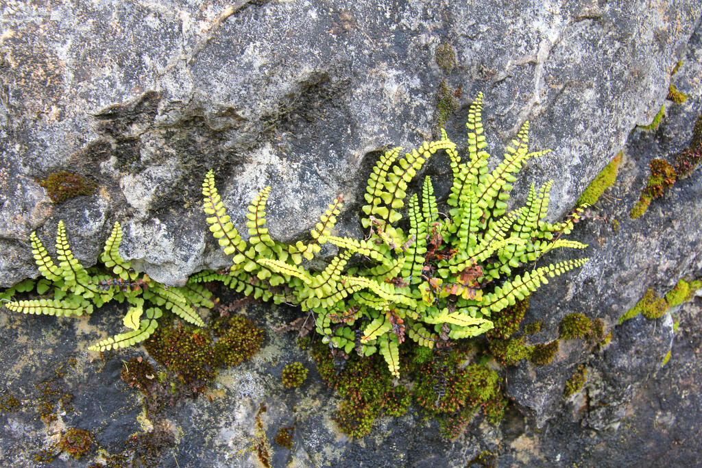 Little green fern by leggzy