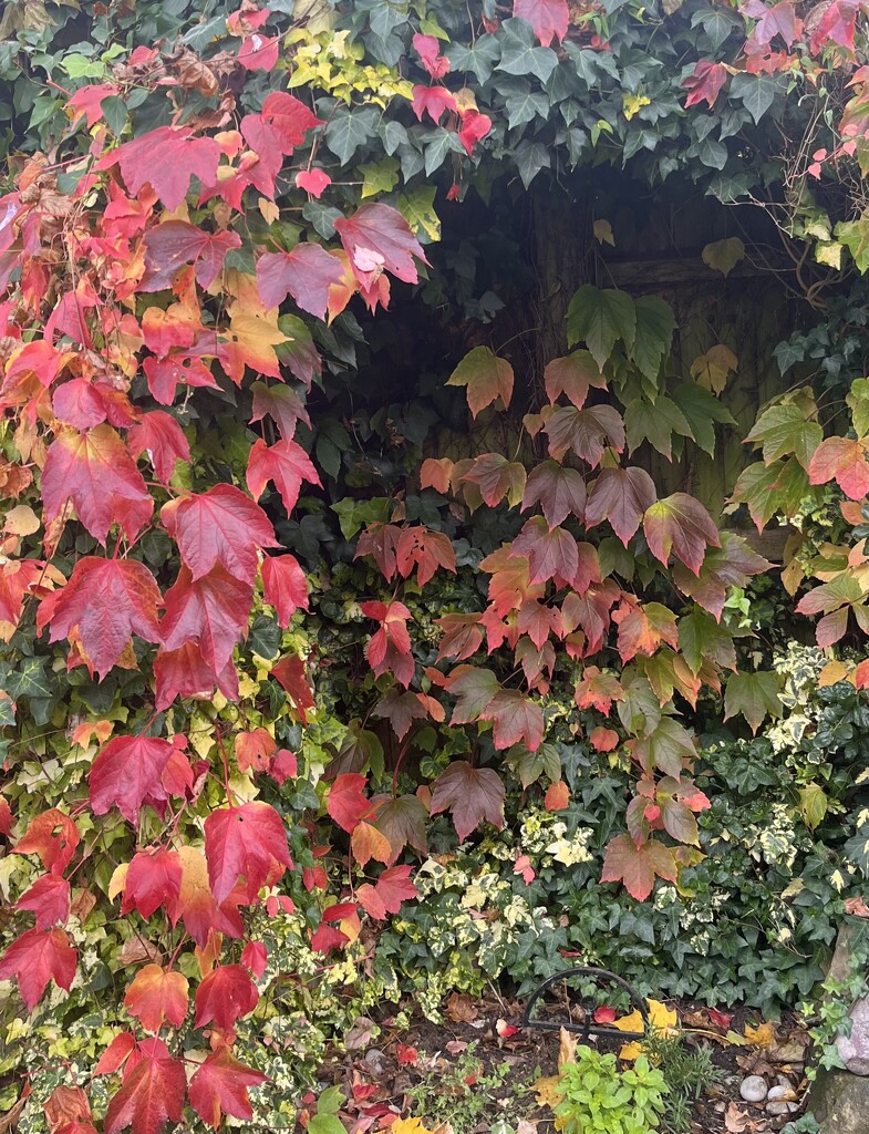 Autumn Reds by elainepenney