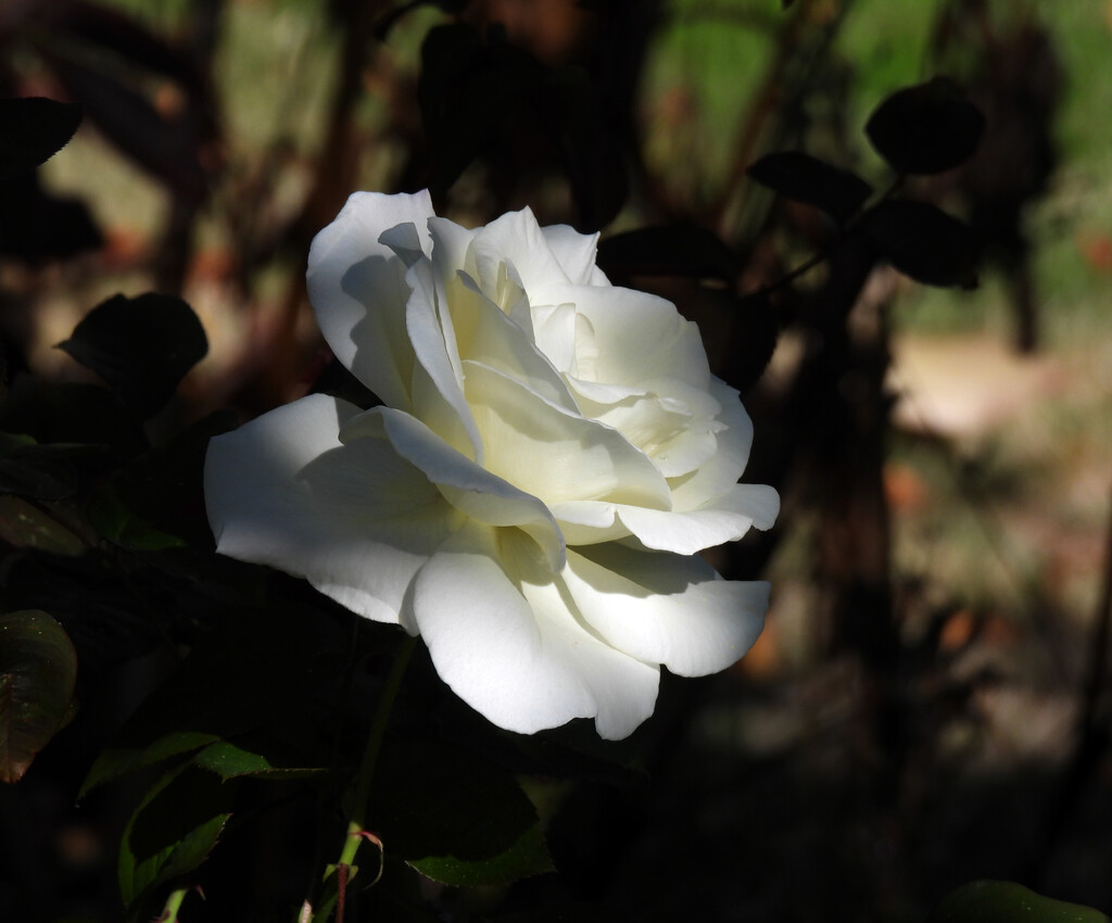 White Rose by seattlite