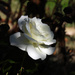 White Rose